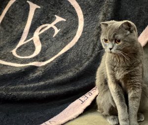 پتو تك نفره VS Black - Image 3